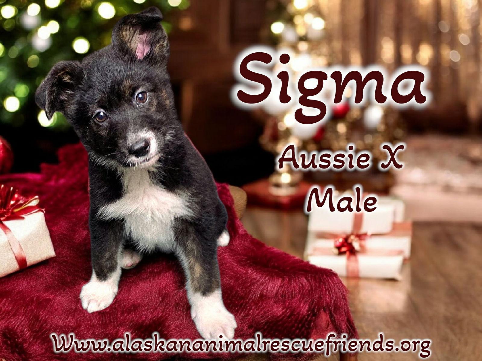 Sigma, Adoptable, Puppy Male Australian Shepherd.