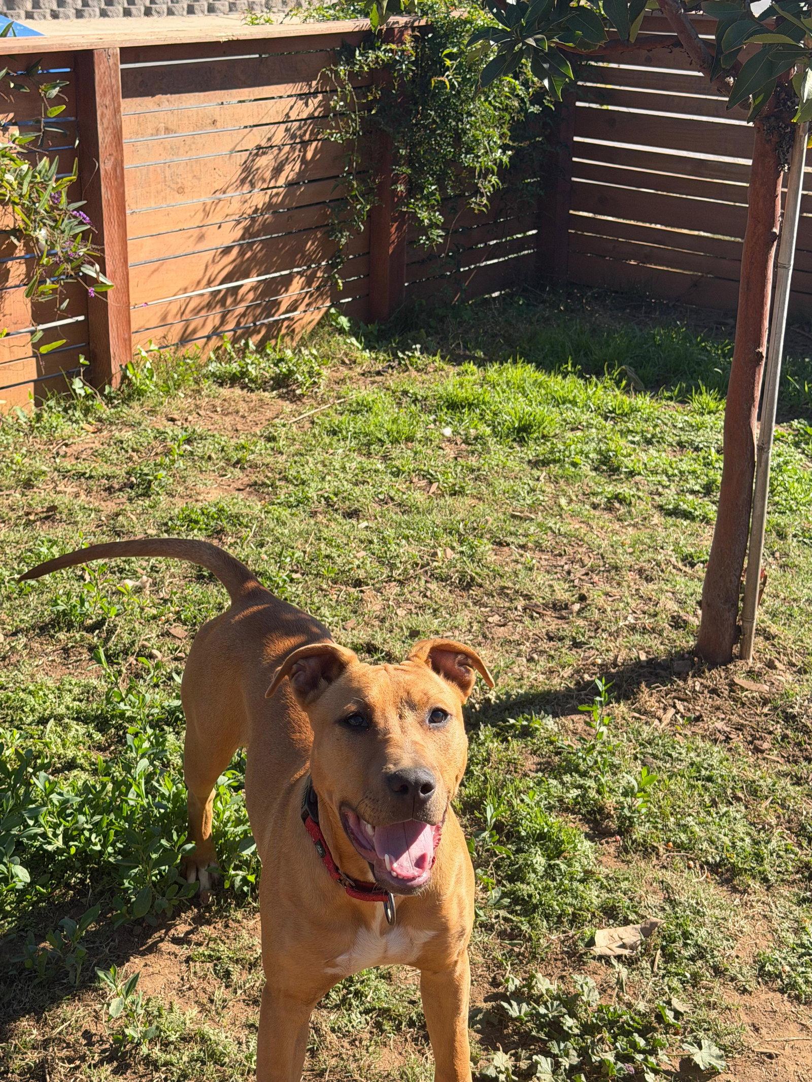 Enlarge Jubilee, a Adoptable Pit Bull Terrier in San Diego, CA image 2/3