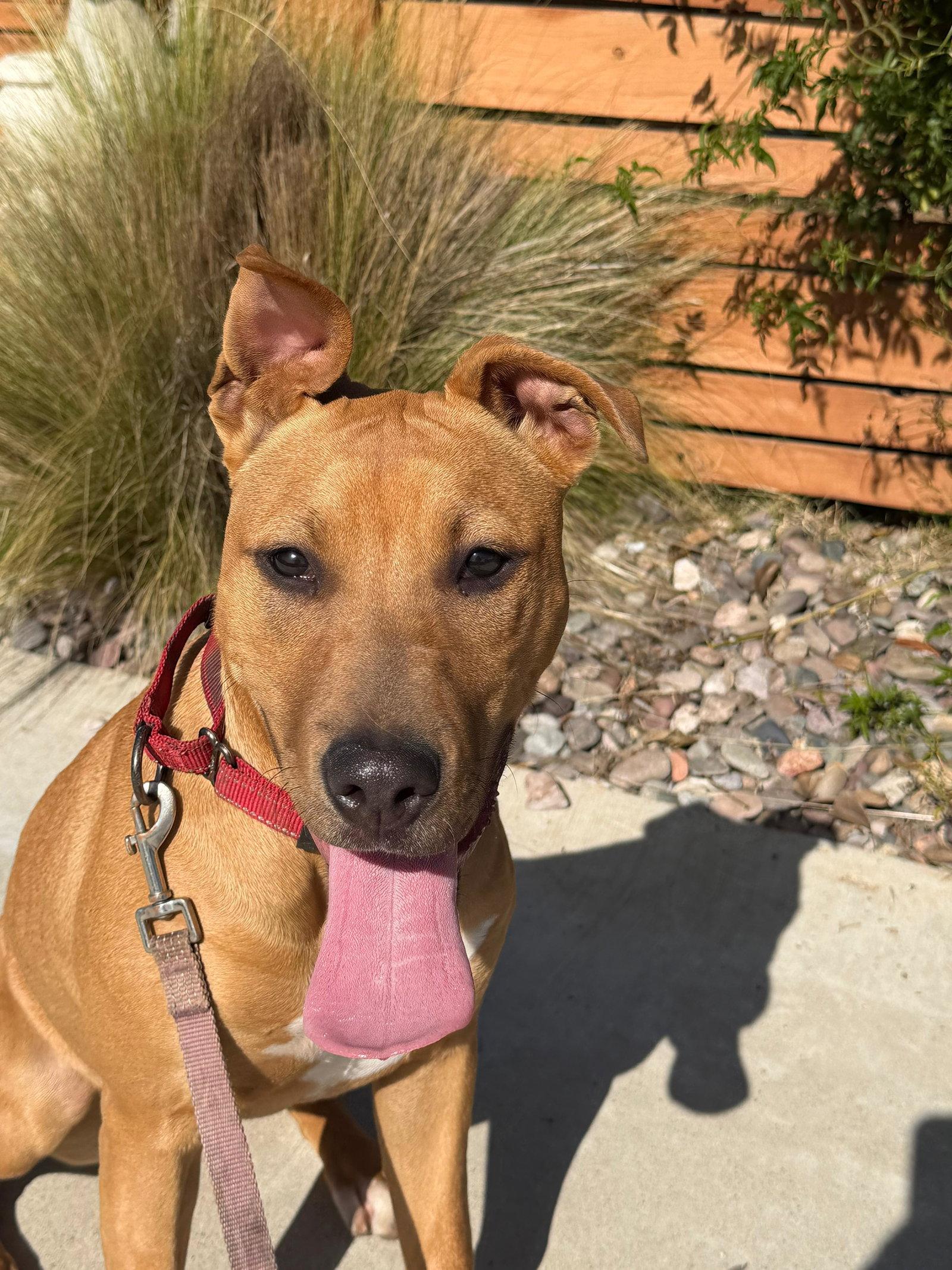 Enlarge Jubilee, a Adoptable Pit Bull Terrier in San Diego, CA image 3/3