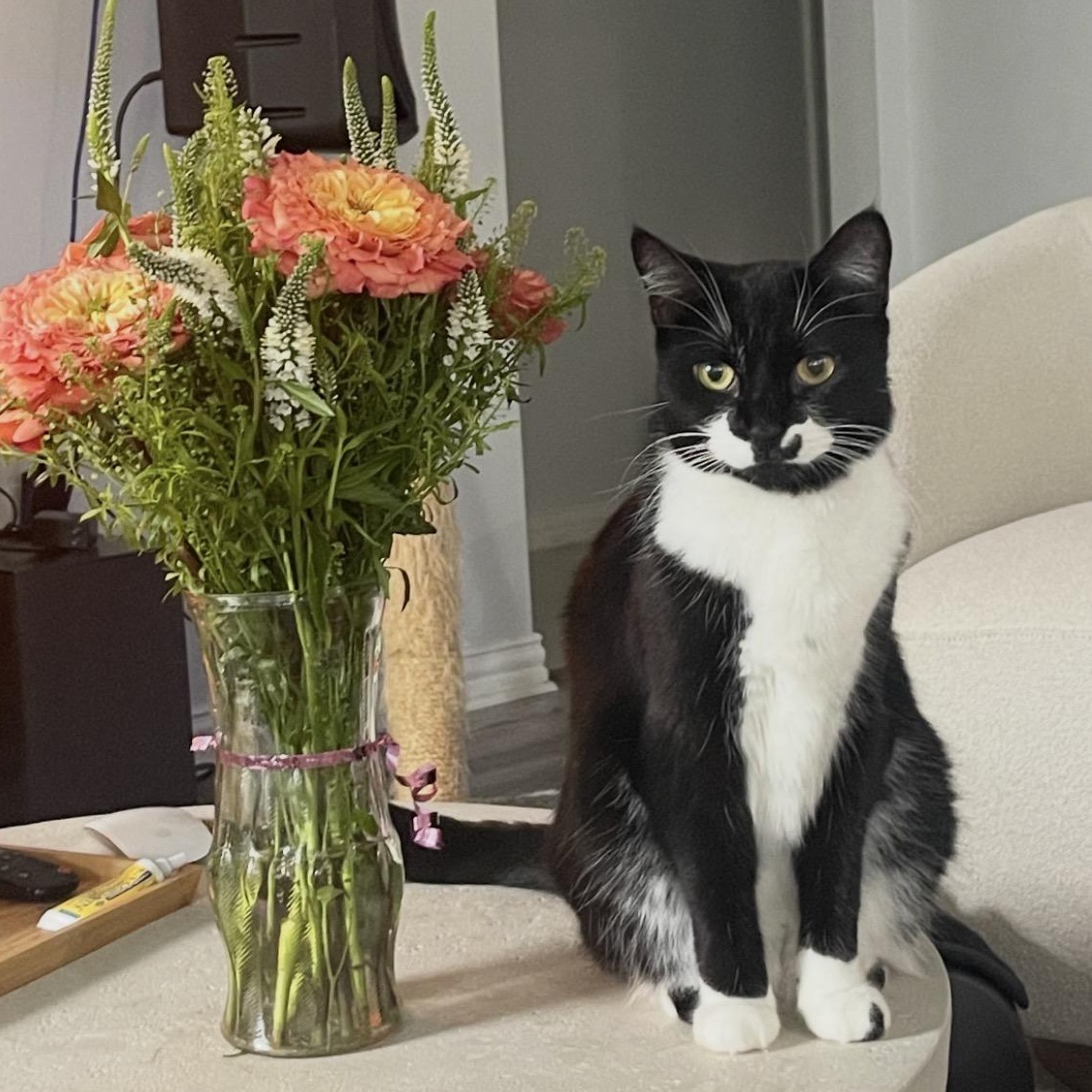 Cookie, an adopted Tuxedo in Pearland, TX image 4/6