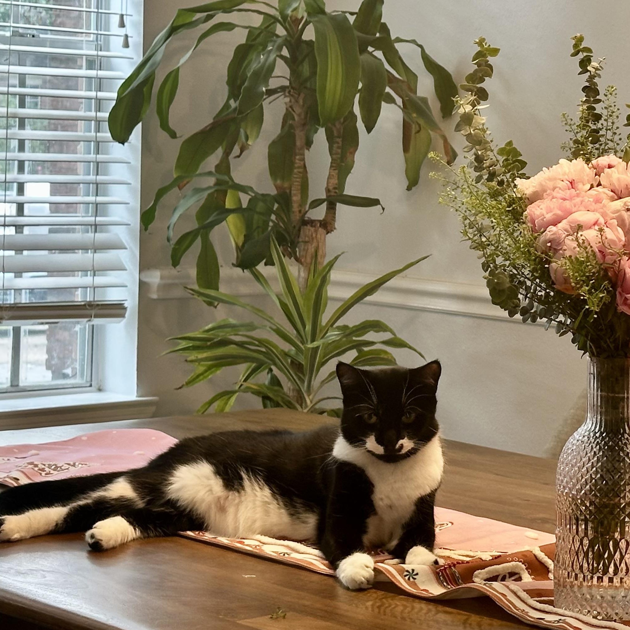 Cookie, an adopted Tuxedo in Pearland, TX image 2/6