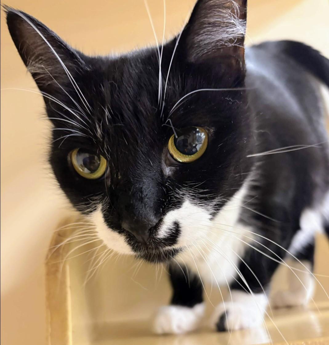 Cookie, an adopted Tuxedo in Pearland, TX image 5/6