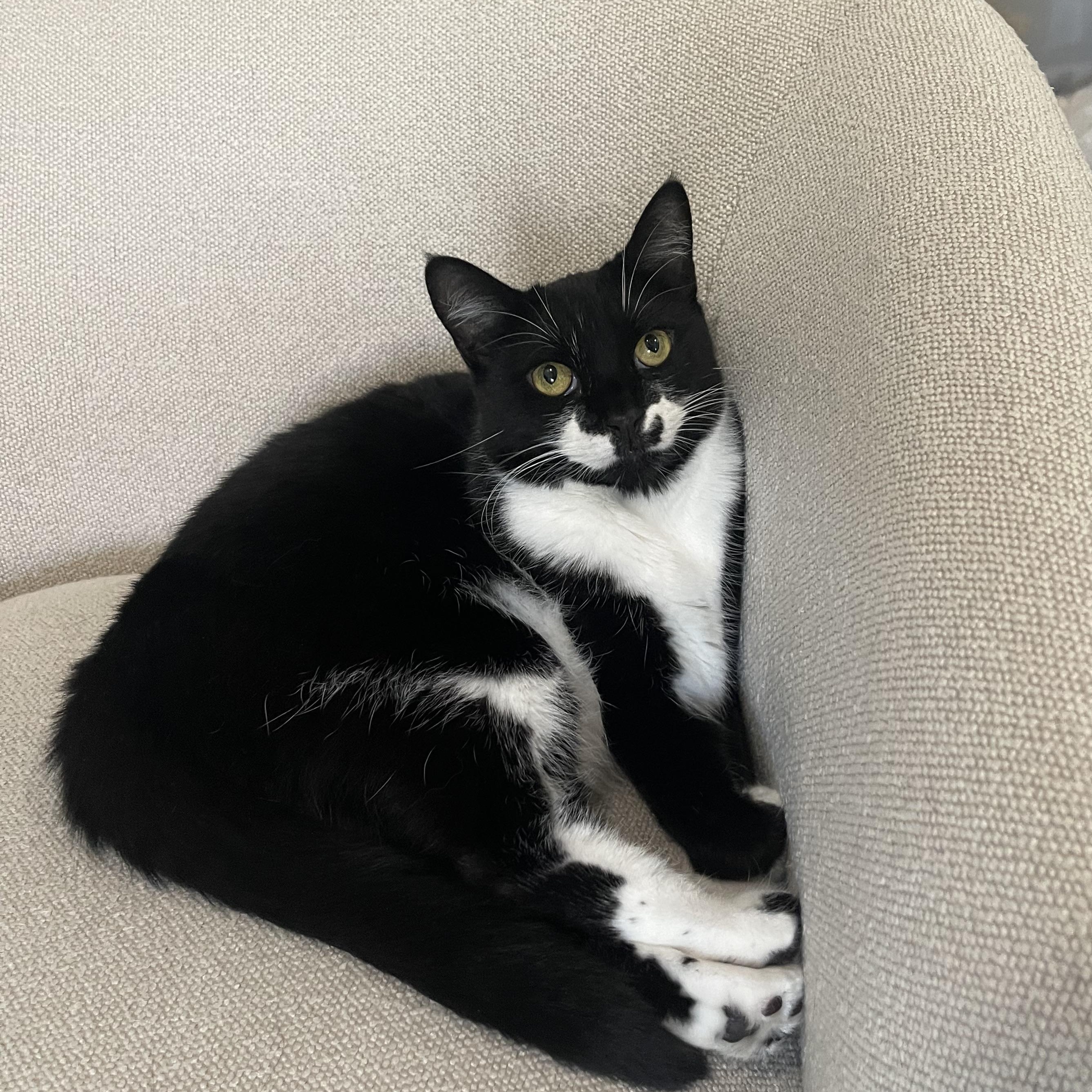 Cookie, adopted, Adult Female Tuxedo.