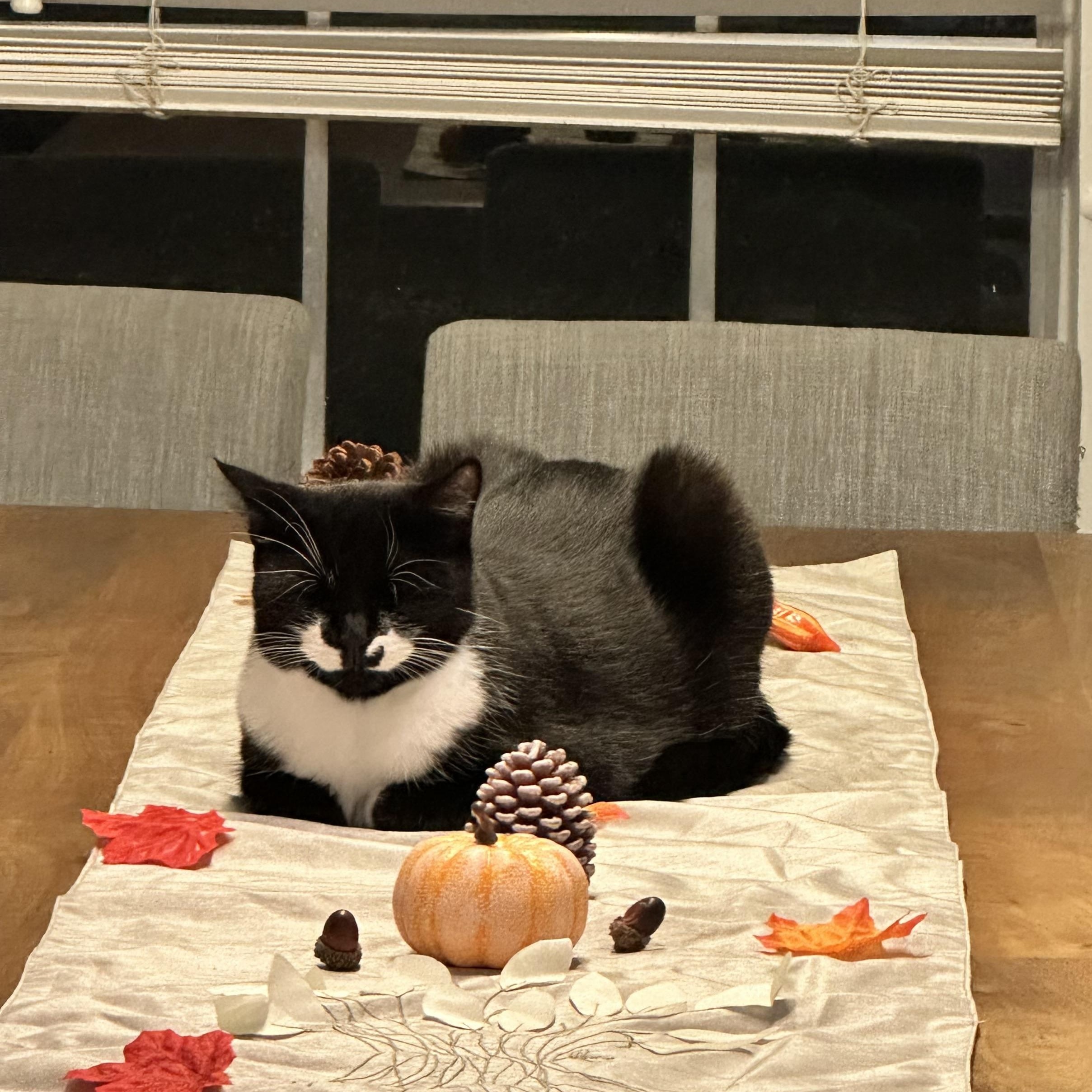 Cookie, an adopted Tuxedo in Pearland, TX image 6/6