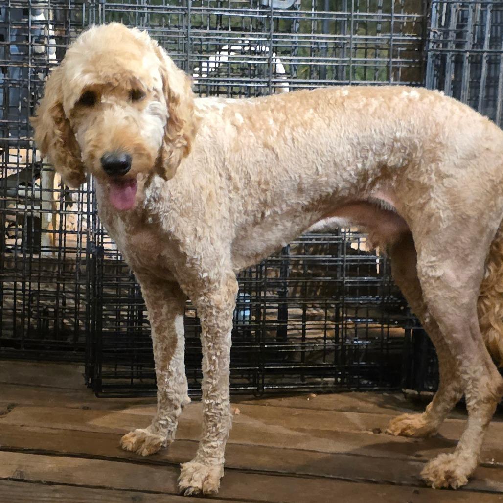 Enlarge Hank, a Adoptable mixed breed in Goltry, OK image 5/6