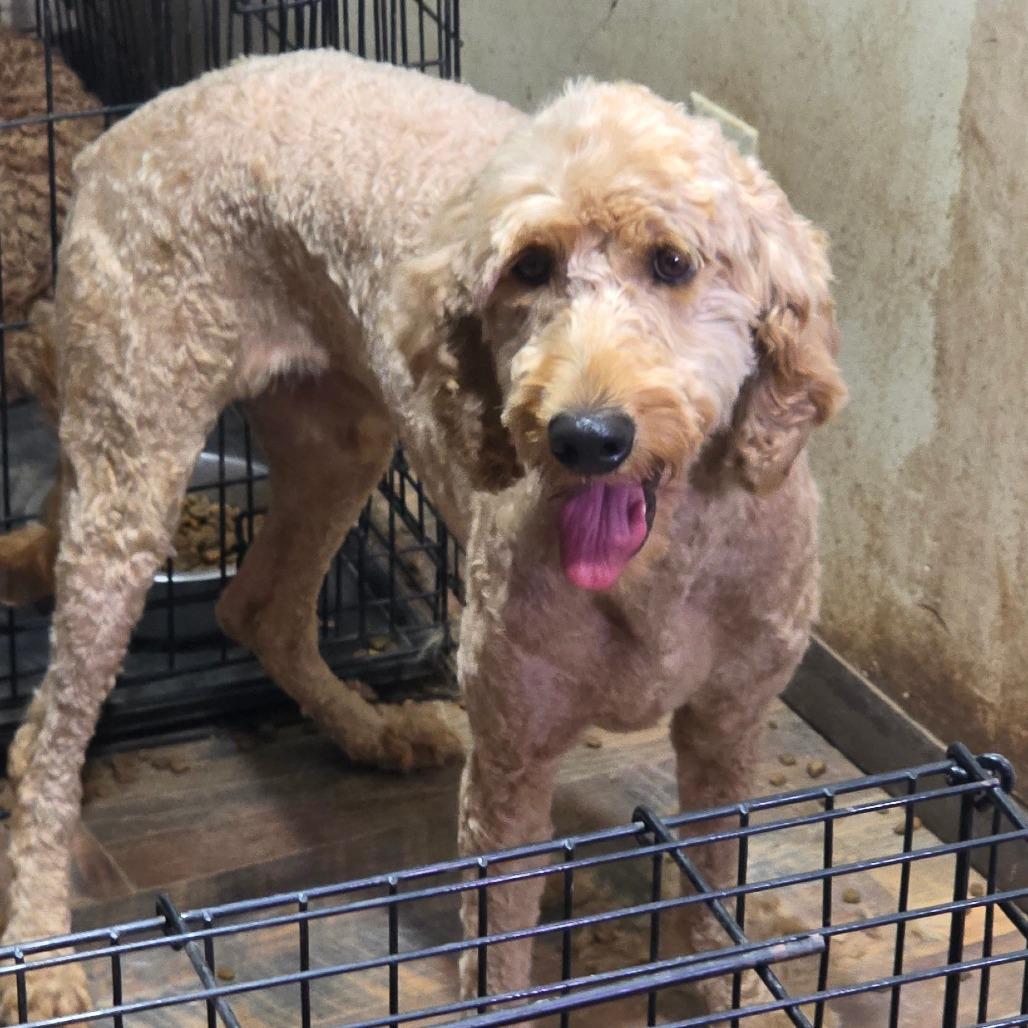 Enlarge Hank, a Adoptable mixed breed in Goltry, OK image 6/6
