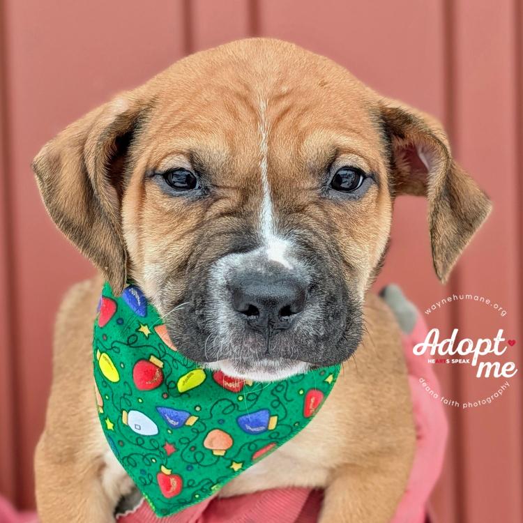 Candy/Cane/Holly/Joy, ADOPTABLE, Puppy Female Pit Bull Terrier.