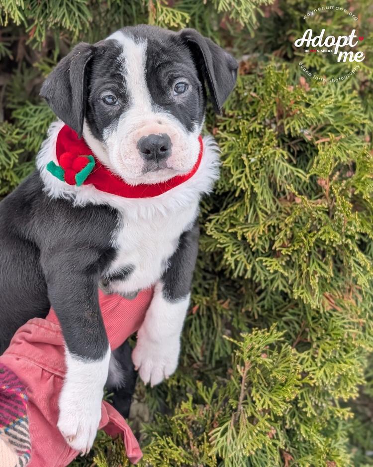 Enlarge Candy/Cane/Holly/Joy, a ADOPTABLE Pit Bull Terrier in Lyons, NY image 3/4