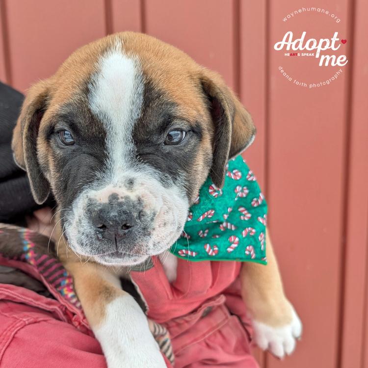 Enlarge Candy/Cane/Holly/Joy, a ADOPTABLE Pit Bull Terrier in Lyons, NY image 4/4