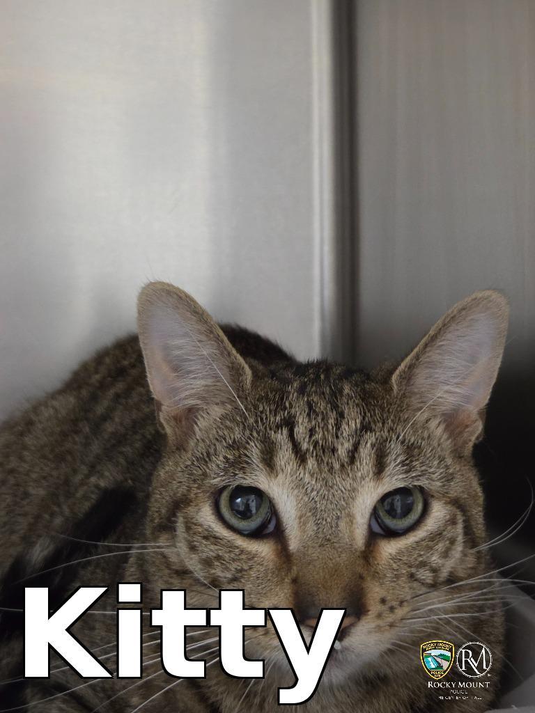 Kitty, Adoptable, Adult Male Domestic Short Hair.