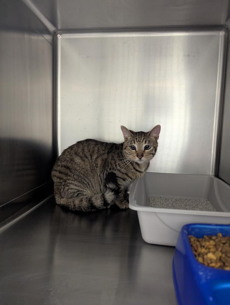 Enlarge Kitty, a Adoptable mixed breed in Rocky Mount, NC image 2/2