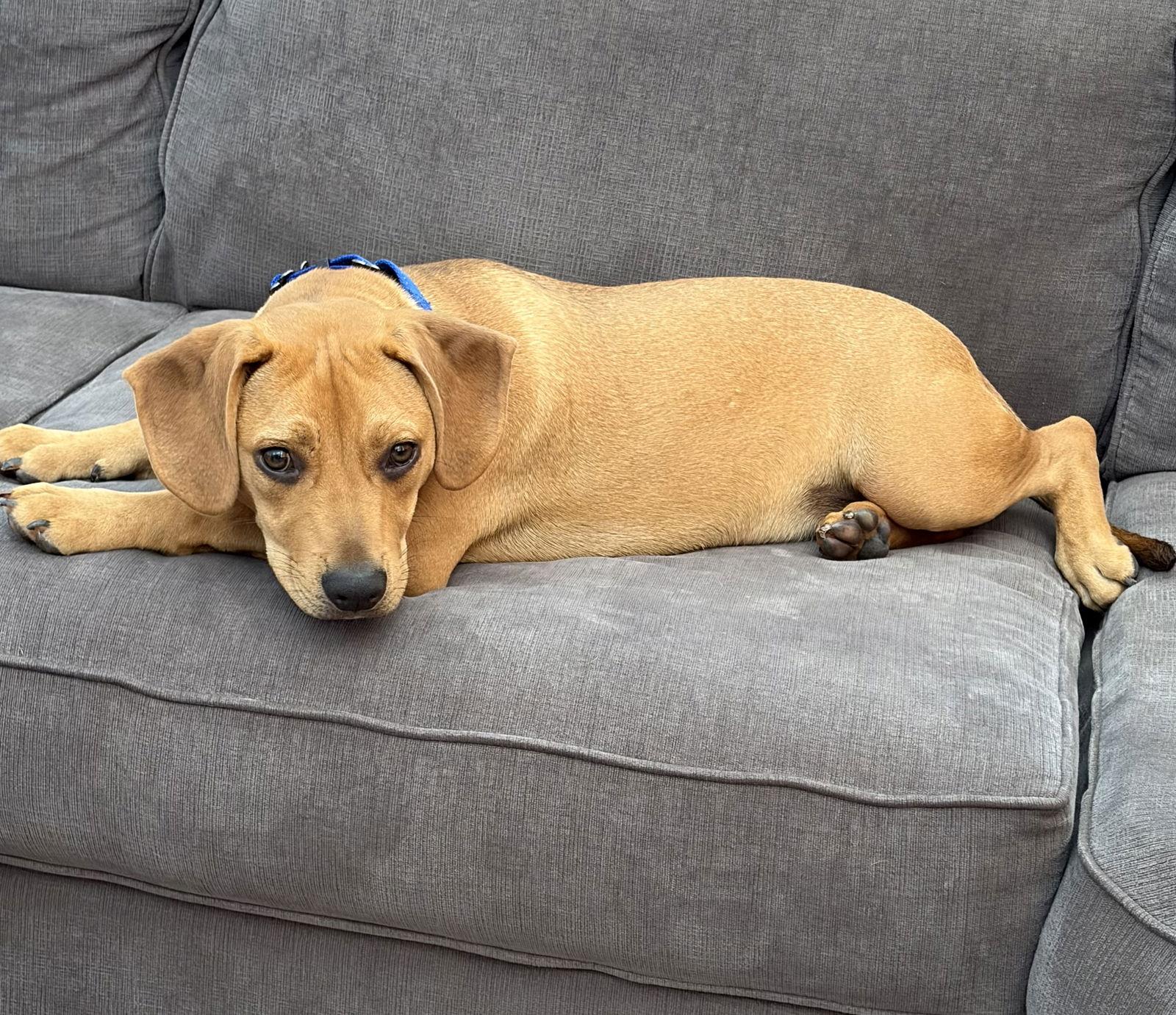 Dash, Adopted, Young Male Hound.