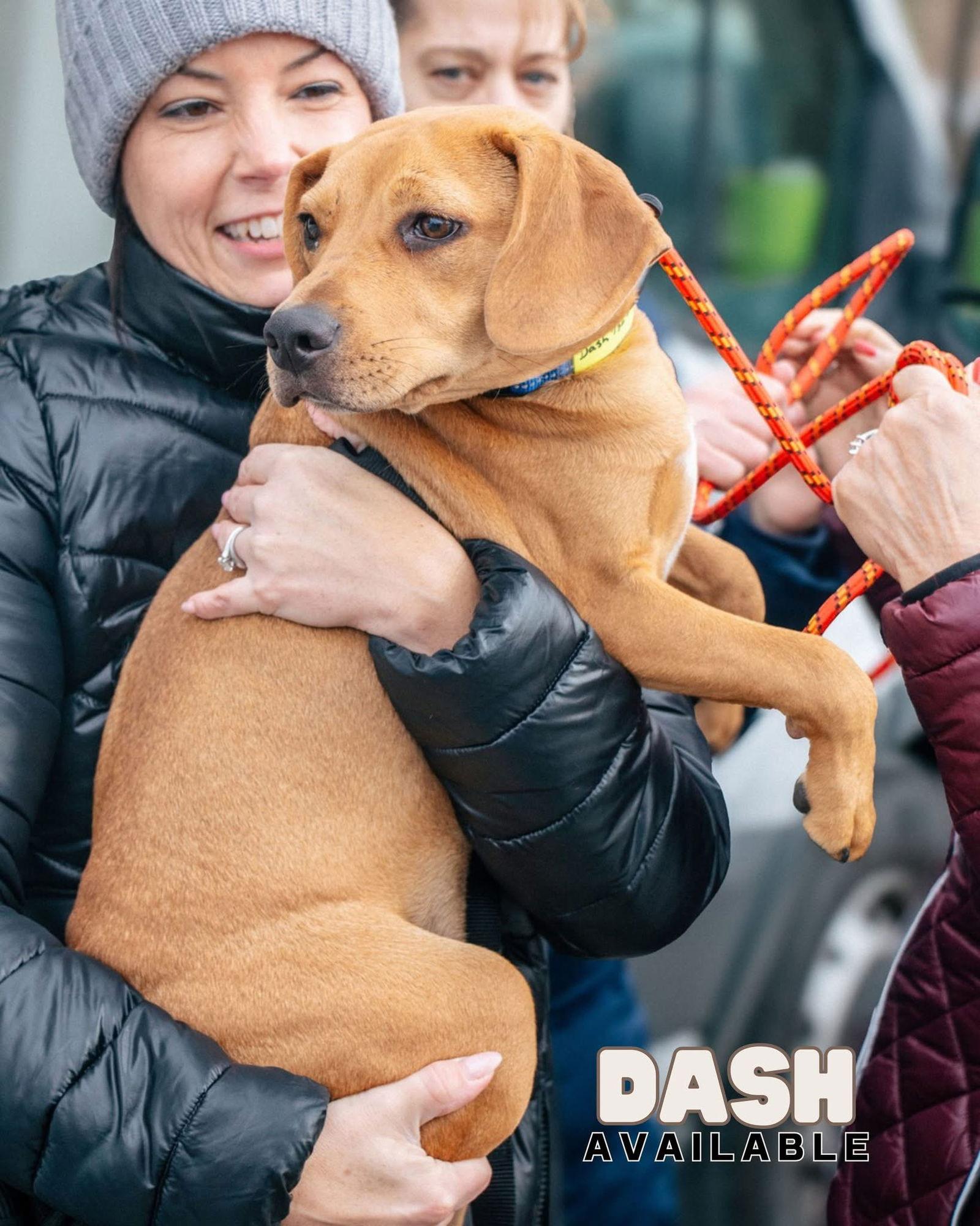 Enlarge Dash, a Adopted Hound in Oakhurst, NJ image 2/3