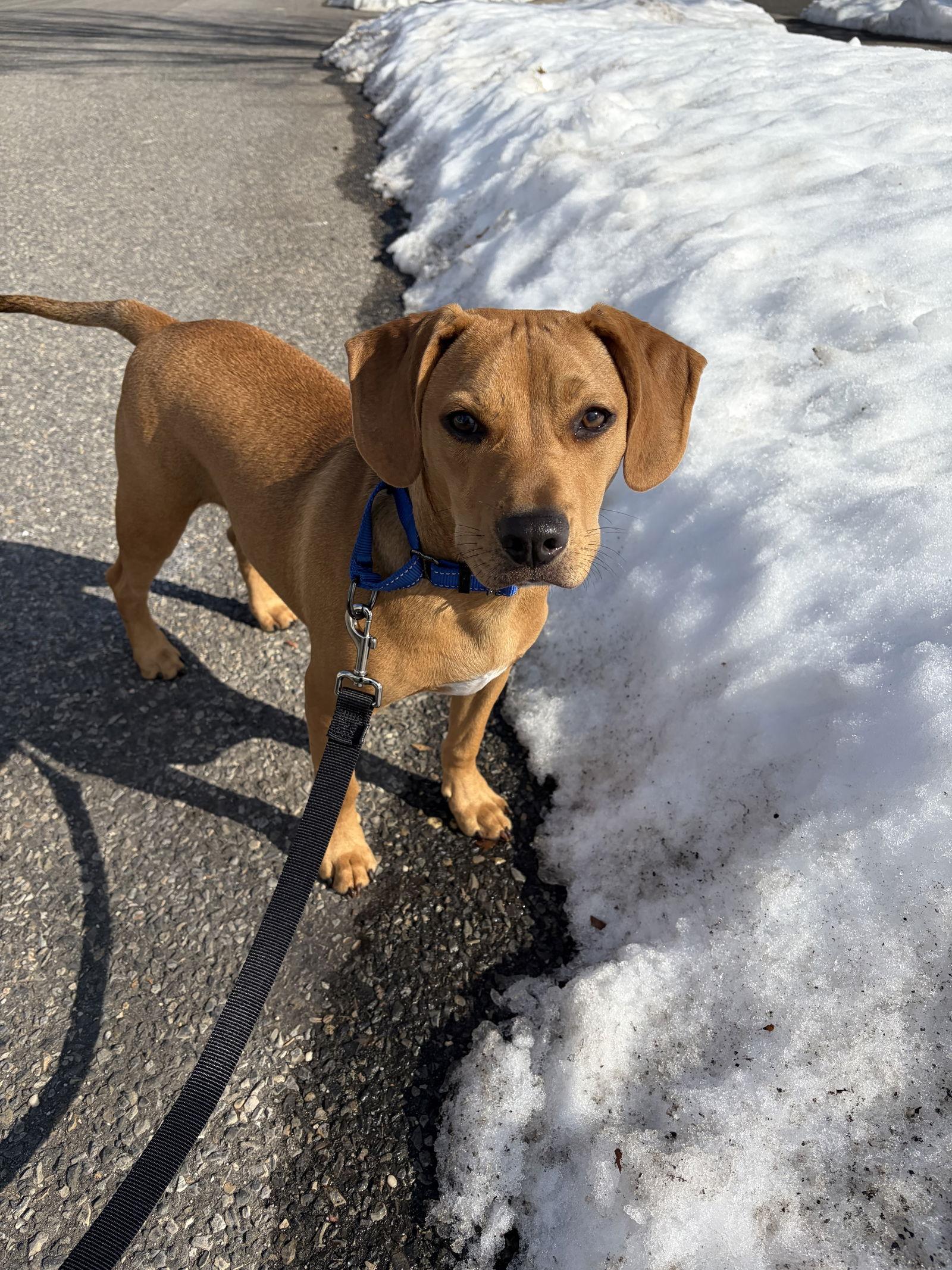 Dash- adoption pending — thumbnail 3