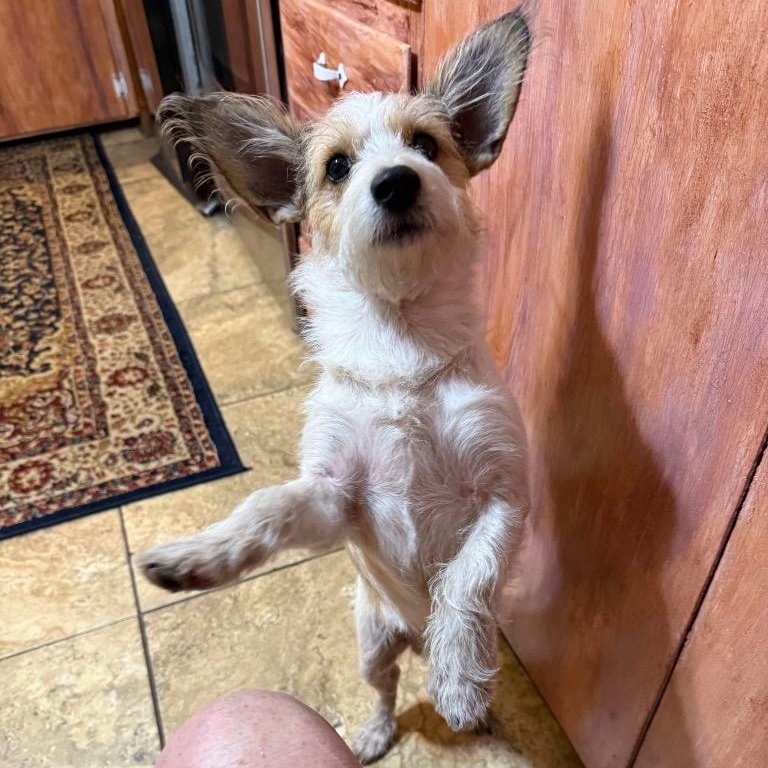 Chuck, ADOPTABLE, Young Male Mixed Breed.