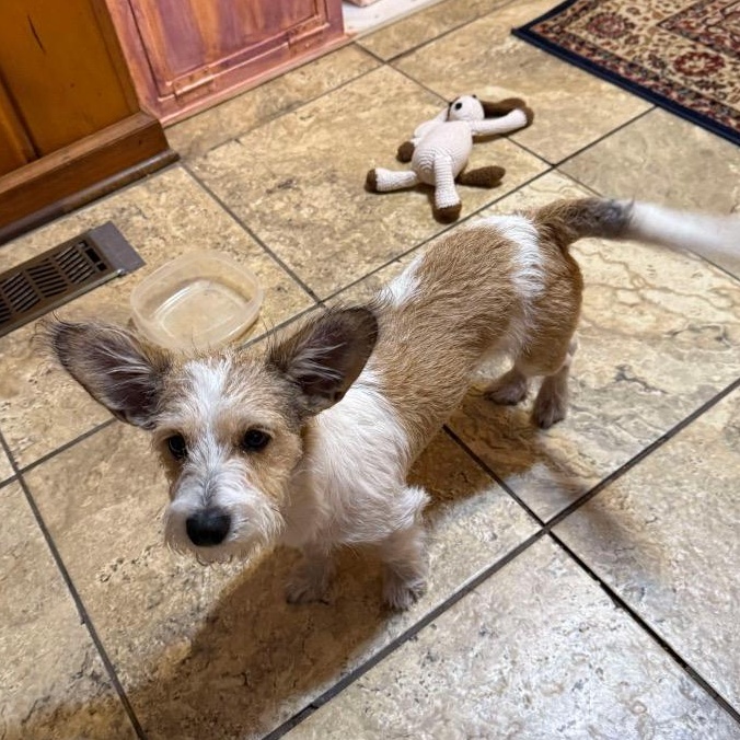 Enlarge Chuck, a ADOPTABLE Mixed Breed image 2/3