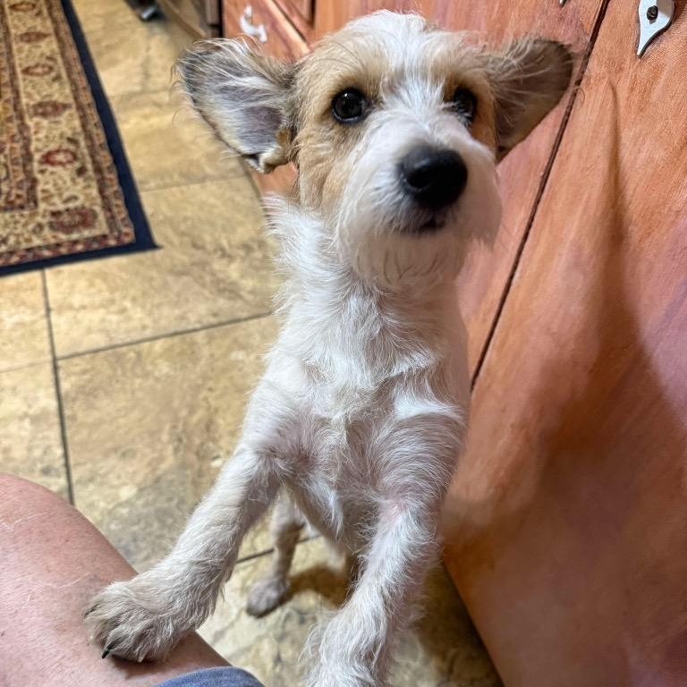 Enlarge Chuck, a ADOPTABLE Mixed Breed image 3/3