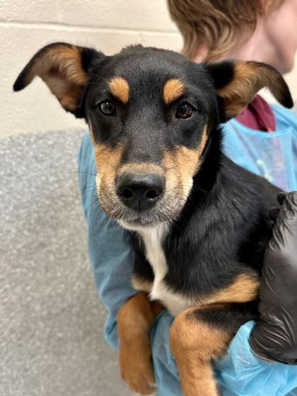 Cherry, Adoptable, Puppy Female Mixed Breed & Mixed Breed.