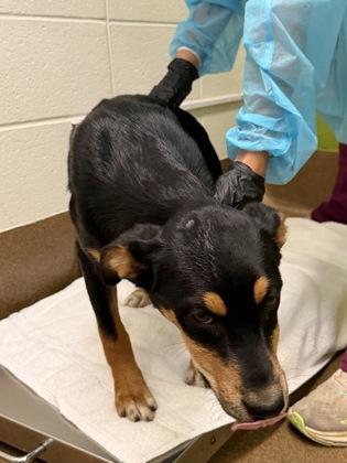 Cherry, a Adoptable mixed breed in Wichita, KS image 2/2