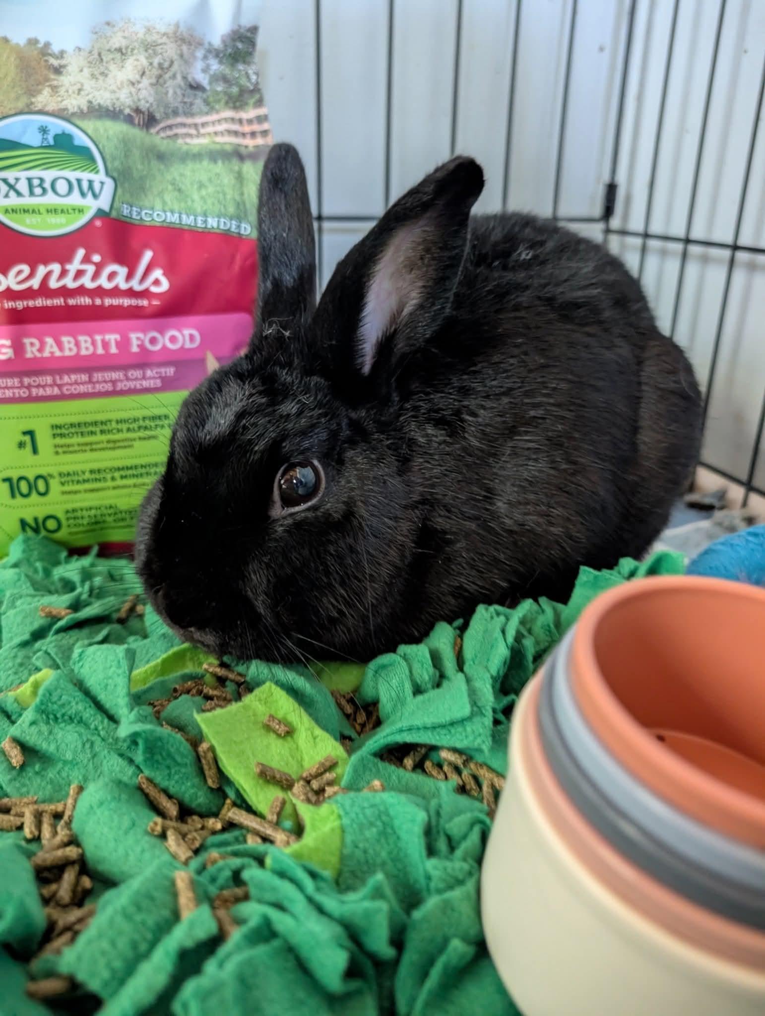 Enlarge Midnight Sodapop, a Adoptable mixed breed in Canal Fulton, OH image 3/3