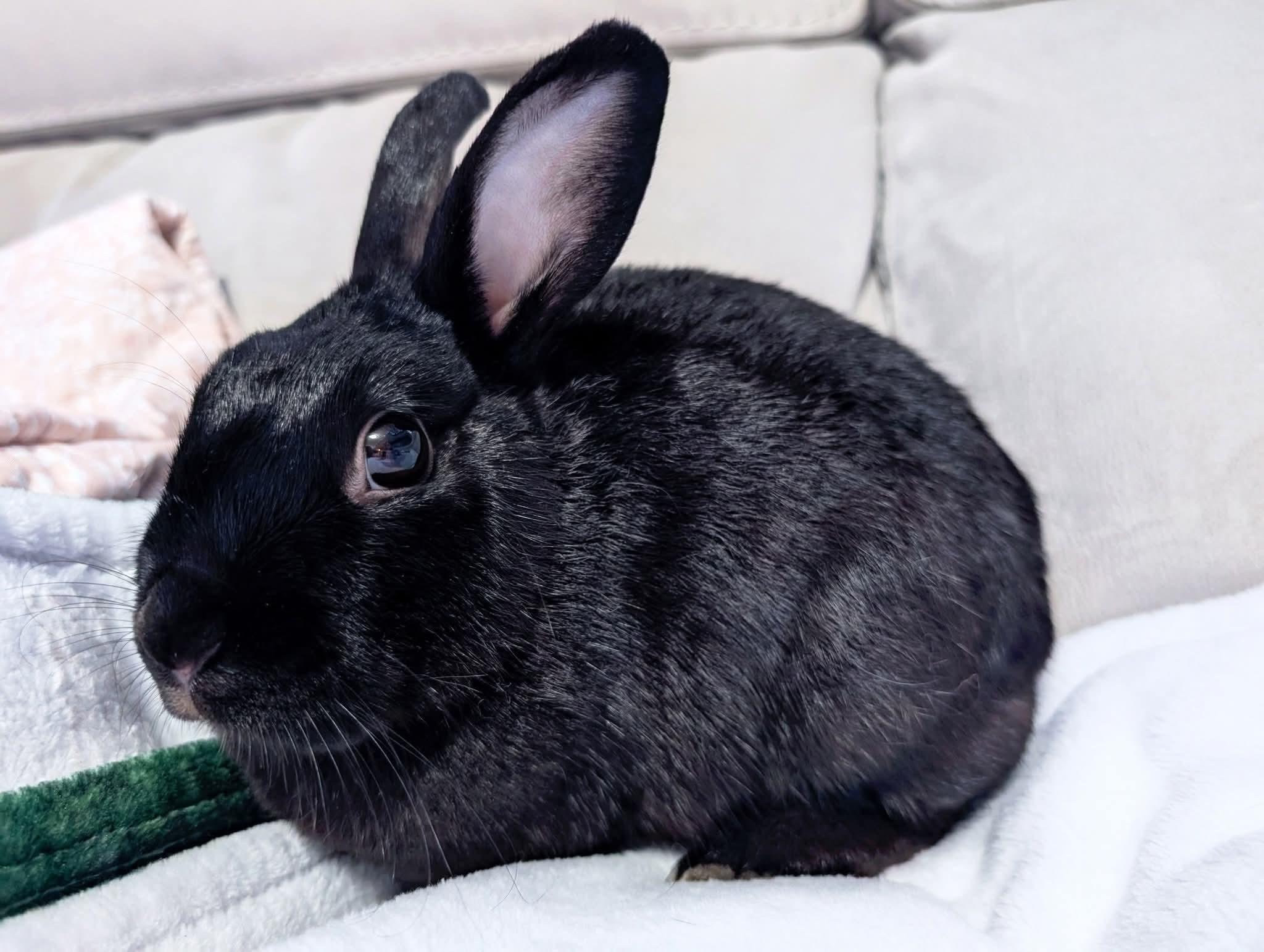 Enlarge Midnight Sodapop, a Adoptable mixed breed in Canal Fulton, OH image 2/3