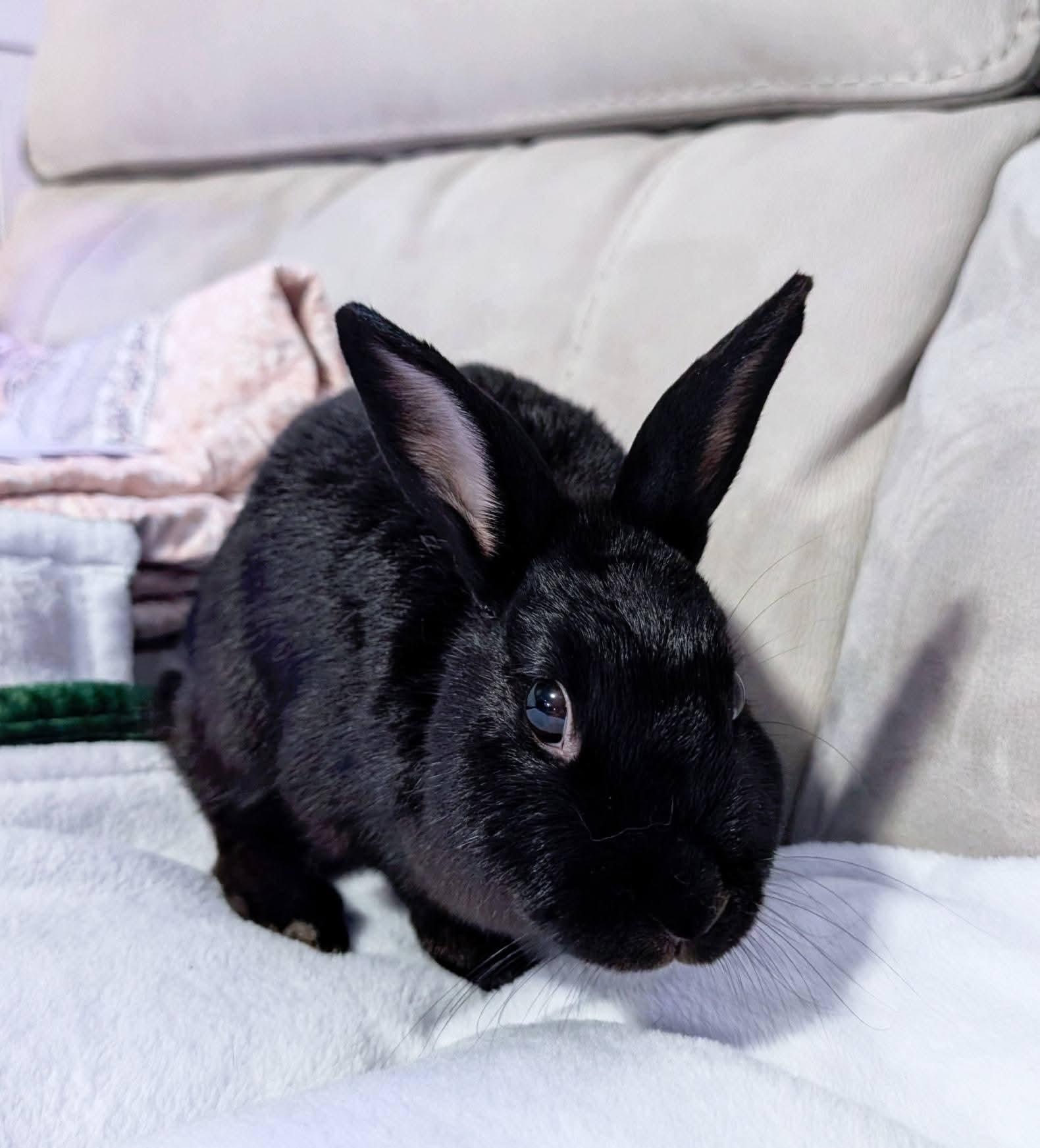 Midnight Sodapop, Adoptable, Young Female Havana.