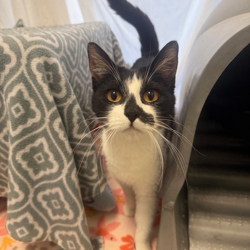 Jill, Adoptable, Young Female Domestic Short Hair.