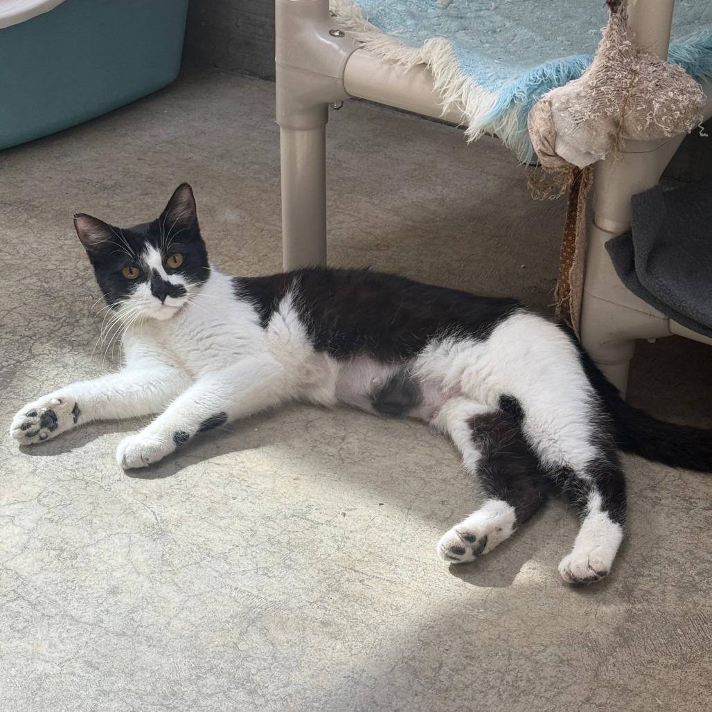 Enlarge Jill, a Adoptable Domestic Short Hair in Fort Bragg, CA image 2/5