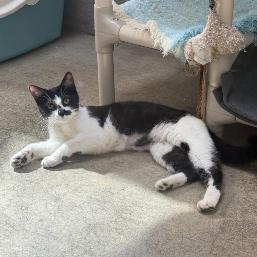 Enlarge Jill, a Adoptable Domestic Short Hair in Fort Bragg, CA image 3/5