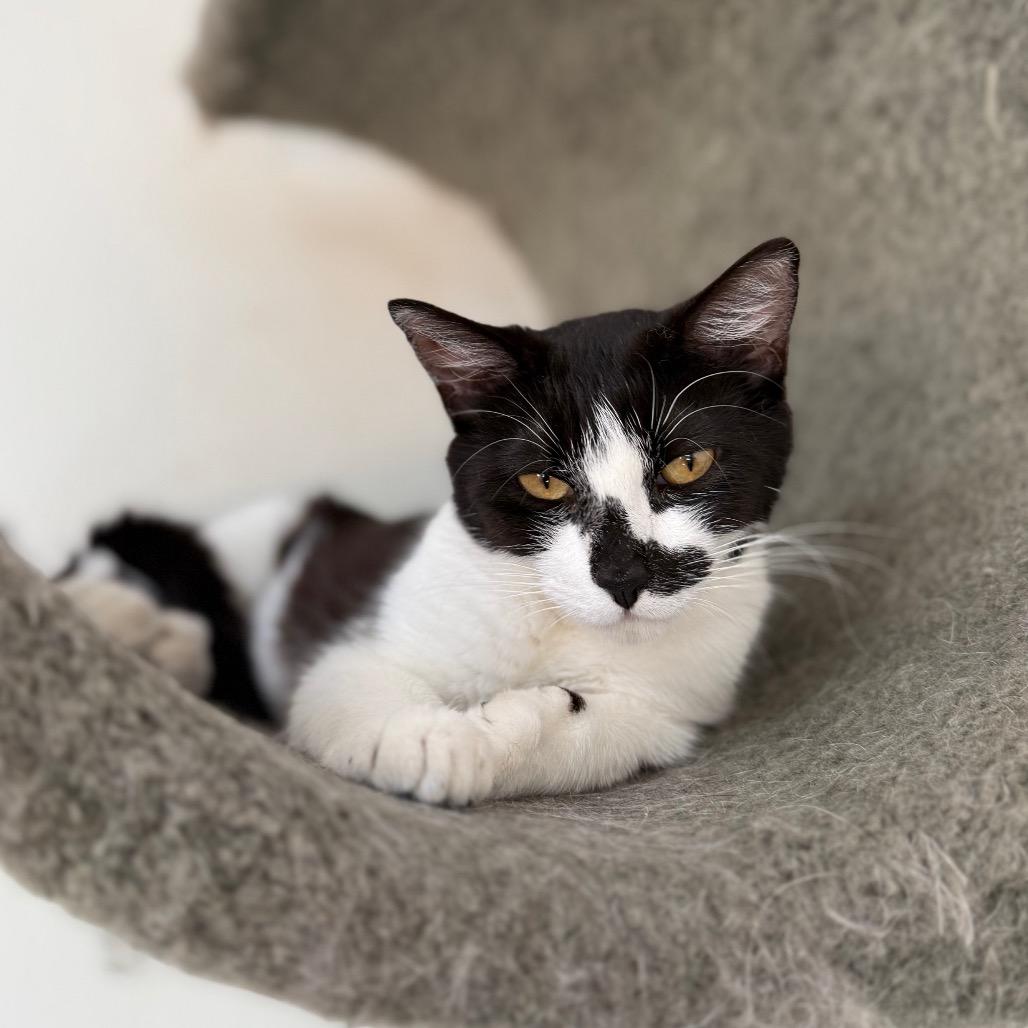 Enlarge Jill, a Adoptable Domestic Short Hair in Fort Bragg, CA image 4/5
