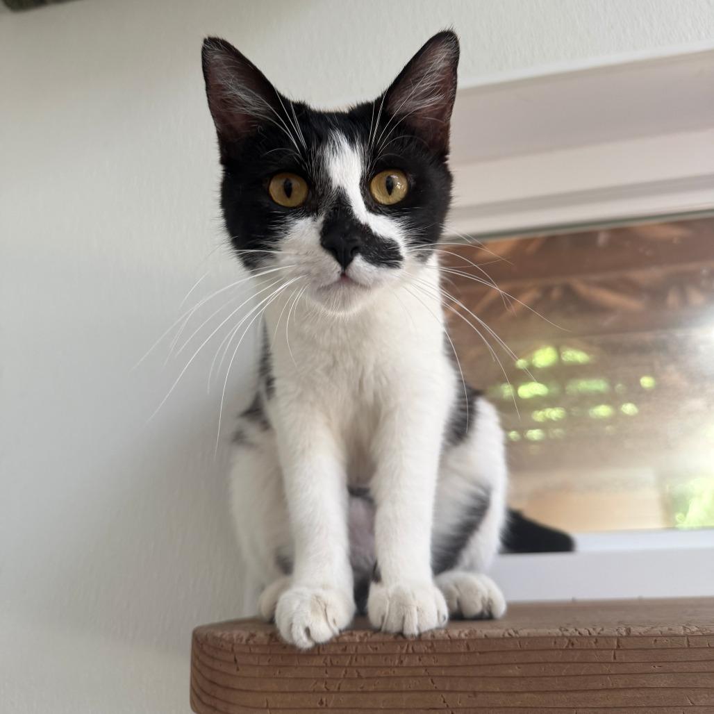 Enlarge Jill, a Adoptable Domestic Short Hair in Fort Bragg, CA image 5/5