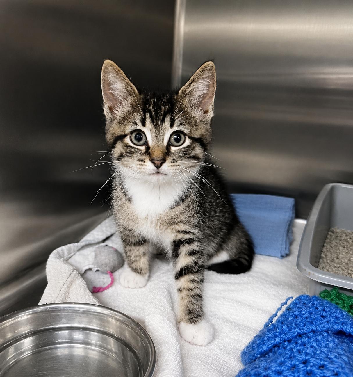 Winston, Adoptable, Kitten Male Domestic Short Hair.