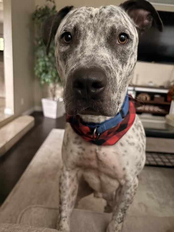 Spade, Adoptable, Young Male Australian Cattle Dog / Blue Heeler & Pit Bull Terrier.