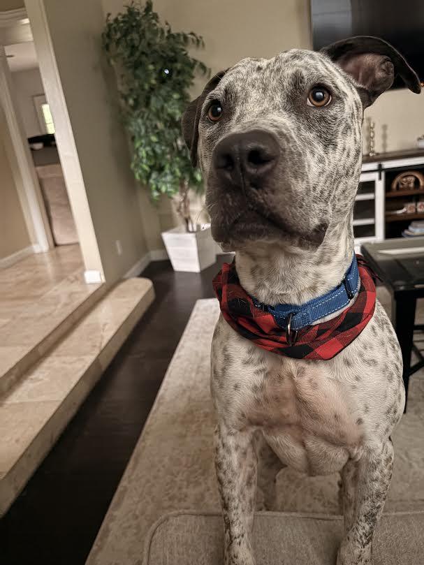 Enlarge Spade, a Adoptable mixed breed in Chandler, AZ image 6/6