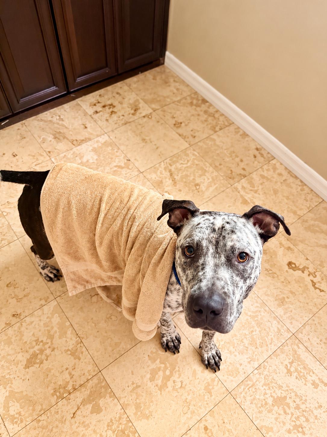 Enlarge Spade, a Adoptable mixed breed in Chandler, AZ image 2/6