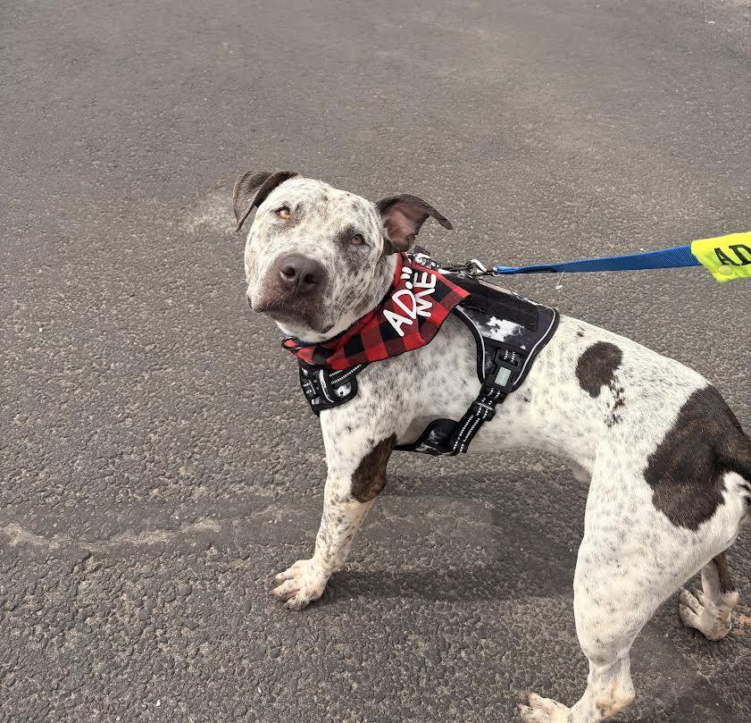 Enlarge Spade, a Adoptable mixed breed in Chandler, AZ image 4/6