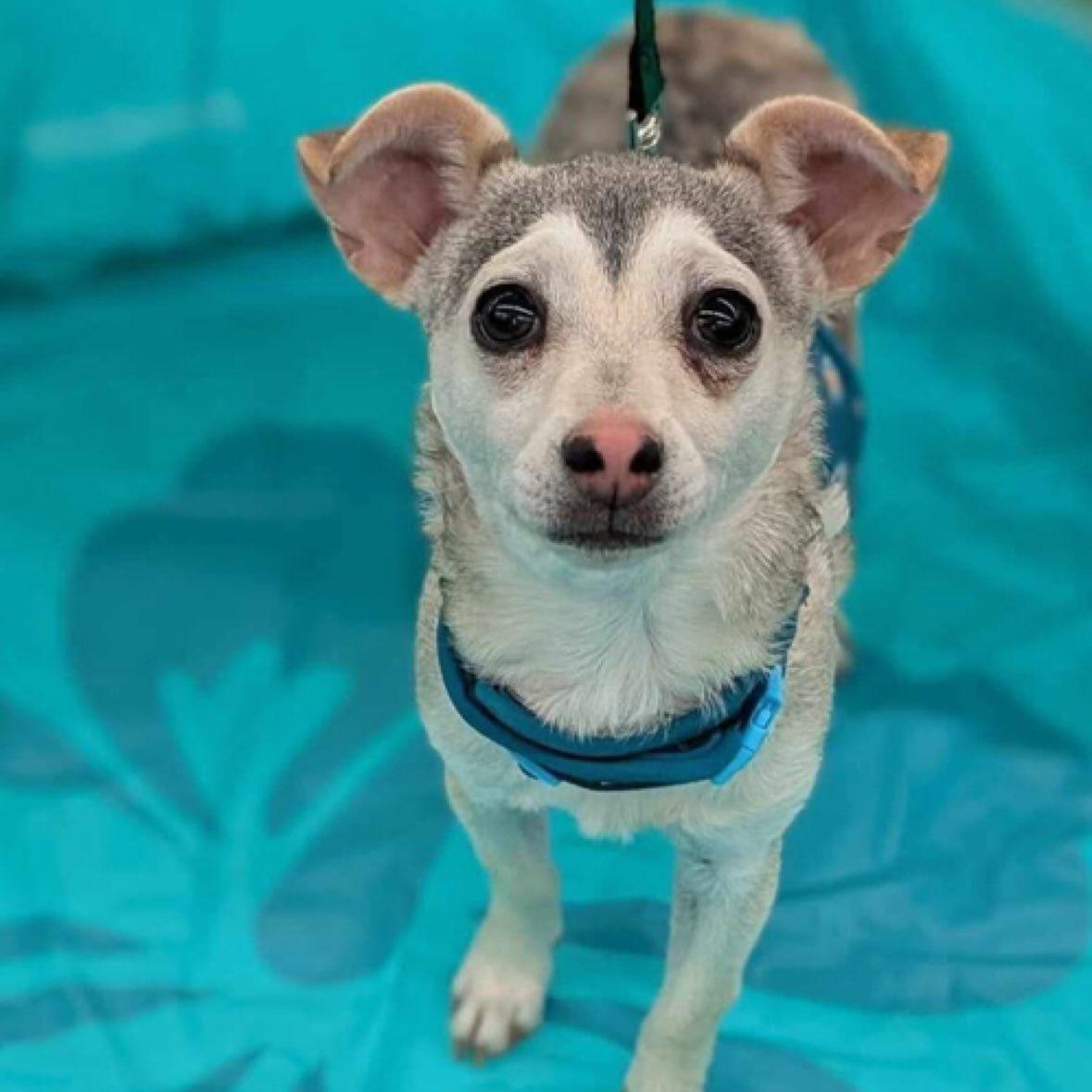 Crash, a Adoptable mixed breed in El Paso, TX image 1/3