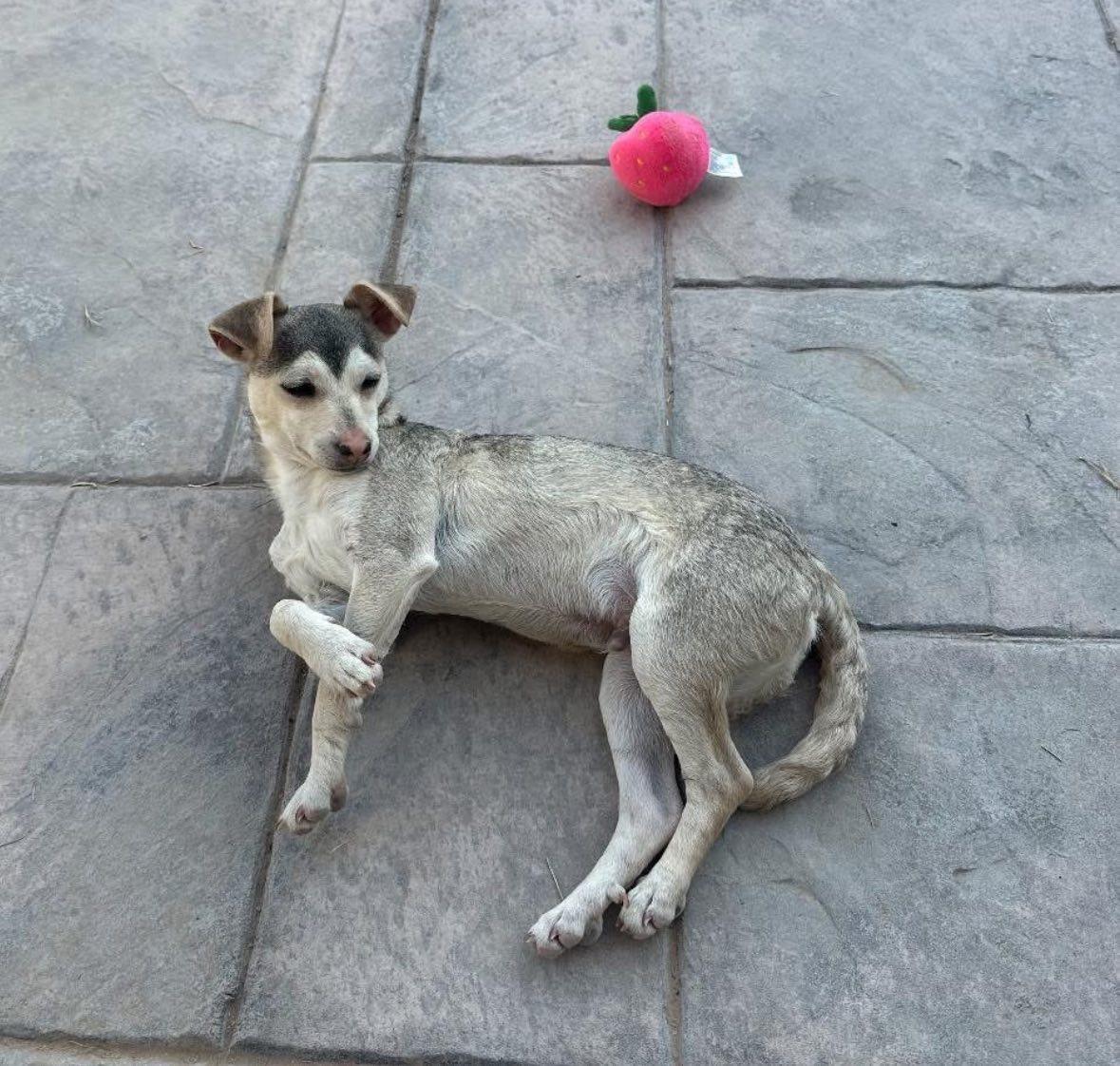 Crash, a Adoptable mixed breed in El Paso, TX image 2/3