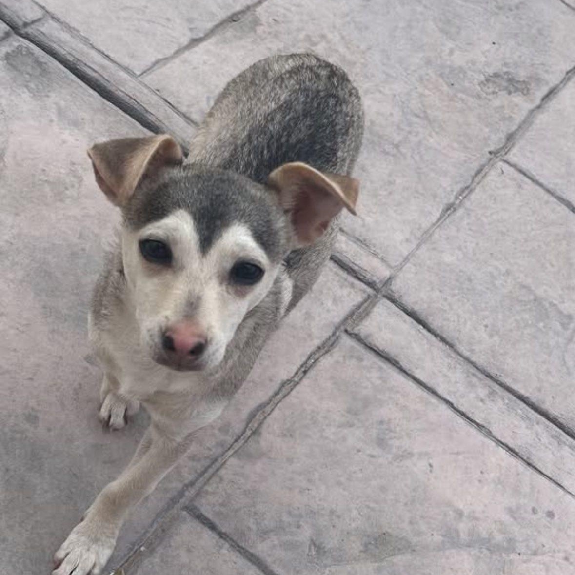 Crash, a Adoptable mixed breed in El Paso, TX image 3/3