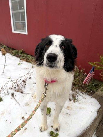 Enlarge Promise, a ADOPTABLE mixed breed in Bedford Hills, NY image 1/3