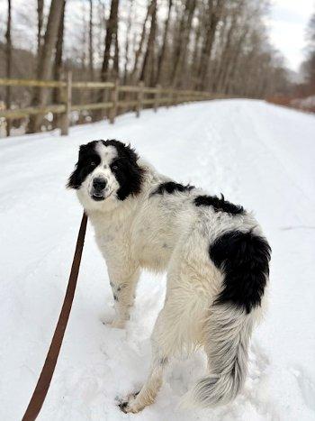 Enlarge Promise, a ADOPTABLE mixed breed in Bedford Hills, NY image 5/6