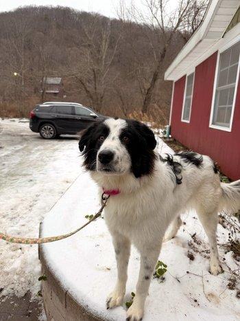Enlarge Promise, a ADOPTABLE mixed breed in Bedford Hills, NY image 3/3