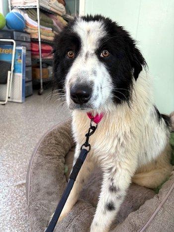 Enlarge Promise, a ADOPTABLE mixed breed in Bedford Hills, NY image 1/6