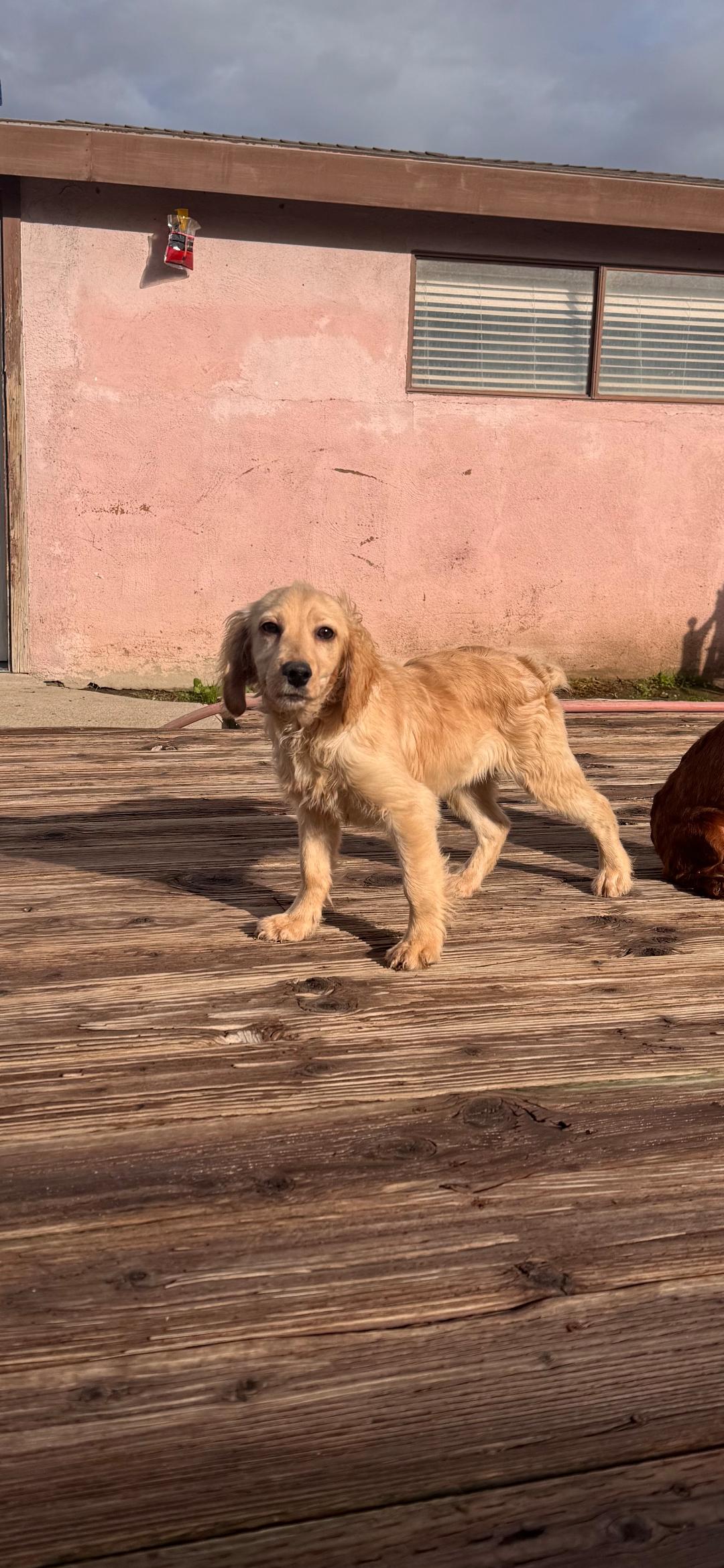 Enlarge Tan boy, a ADOPTABLE Cockapoo in Torrance, CA image 1/3