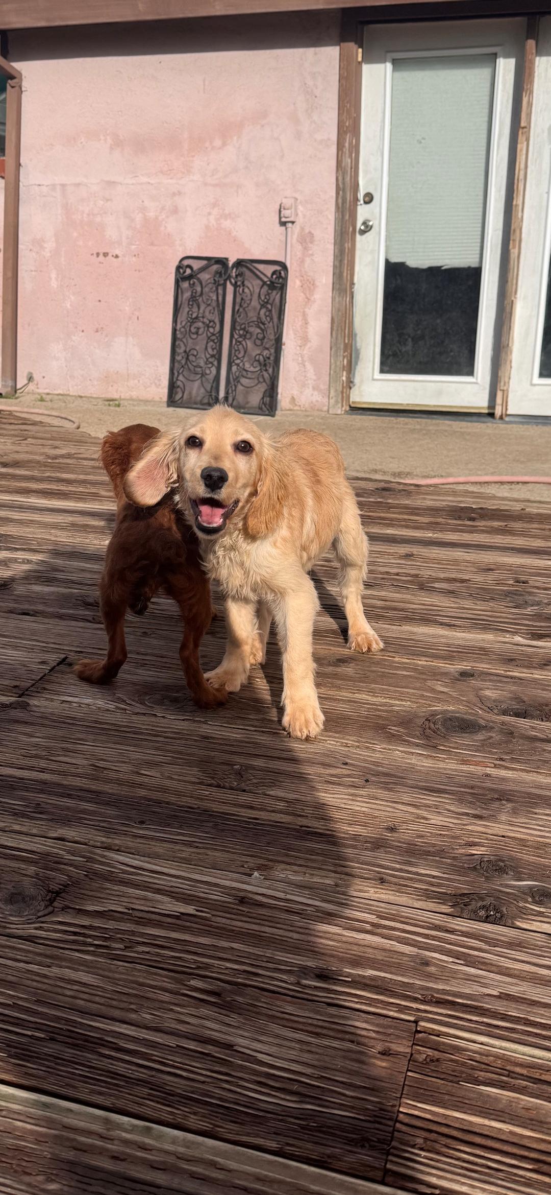 Enlarge Tan boy, a ADOPTABLE Cockapoo in Torrance, CA image 2/3