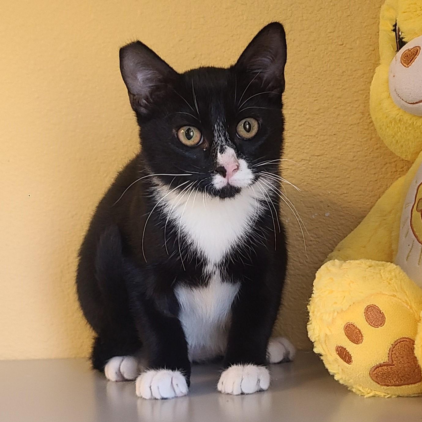 Nelson, an adoptable Domestic Short Hair in ALPINE, TX, 79830 | Photo Image 1