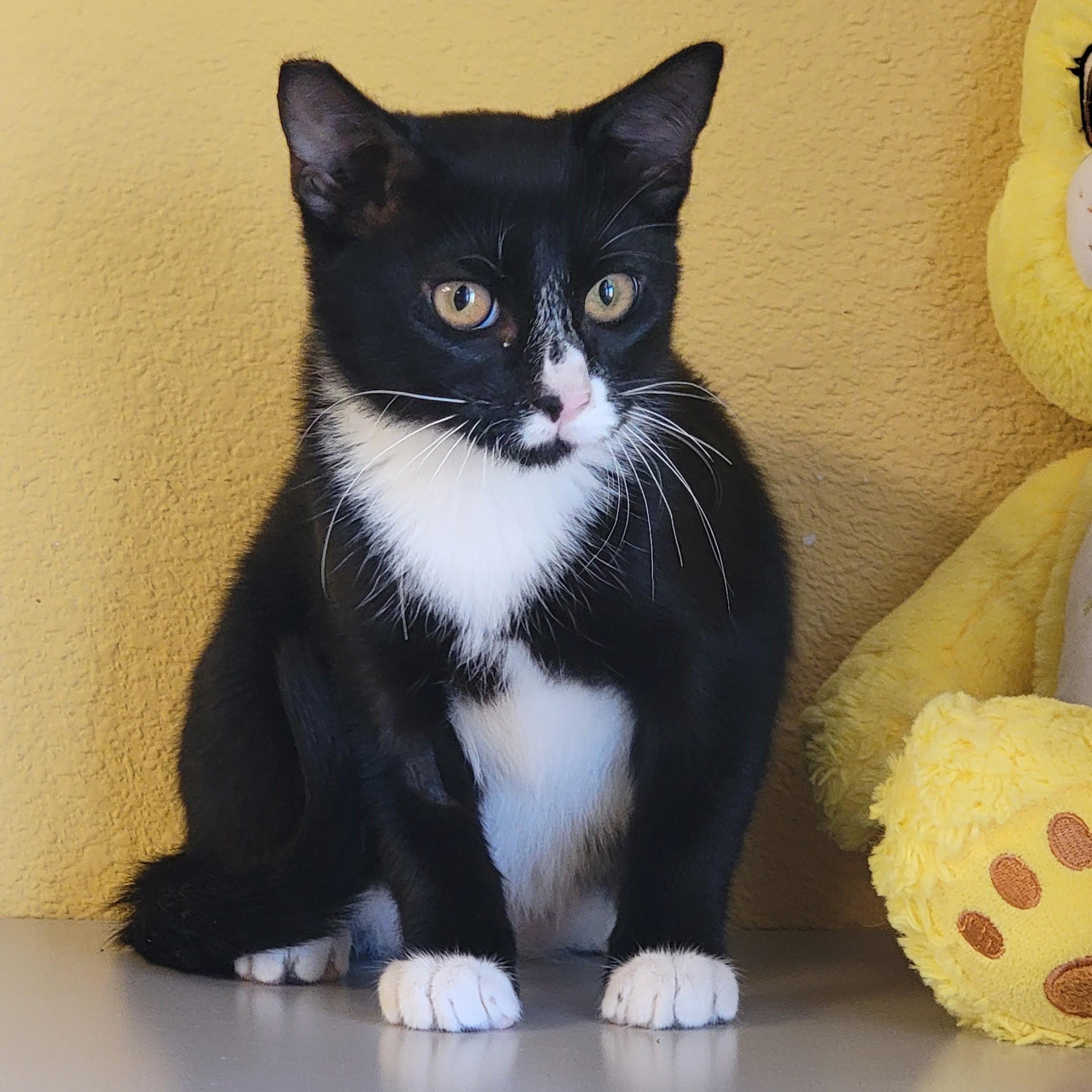 Nelson, an adoptable Domestic Short Hair in ALPINE, TX, 79830 | Photo Image 2