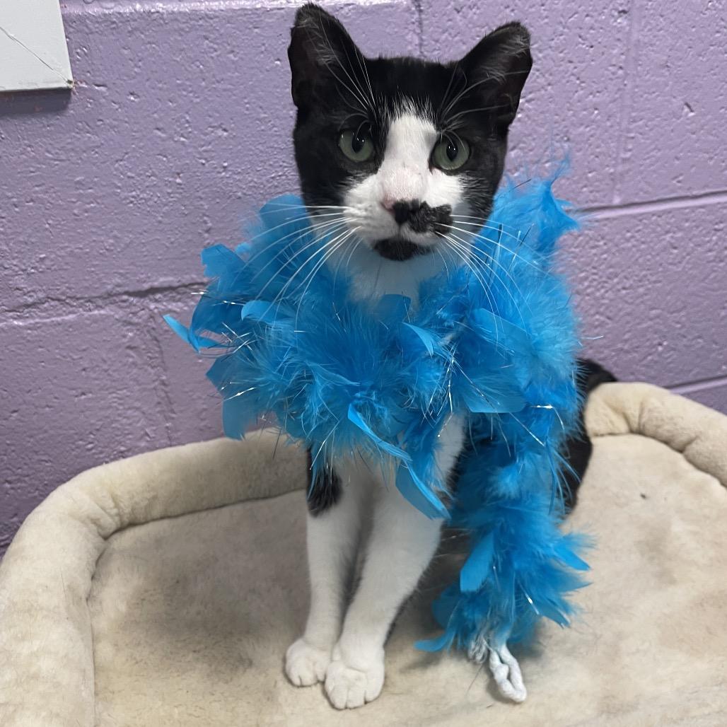 Kida, Adoptable, Young Female Domestic Short Hair.