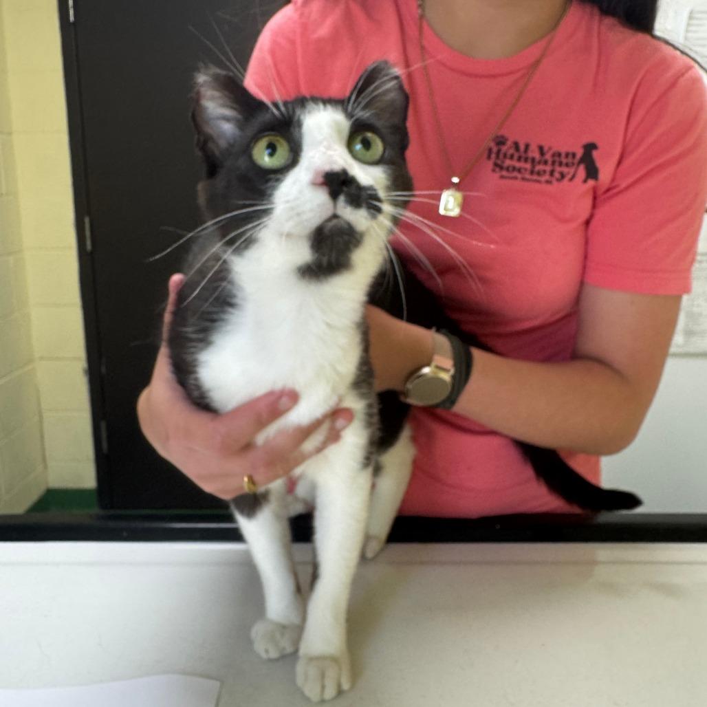 Kida, a Adoptable Domestic Short Hair in South Haven, MI image 2/5