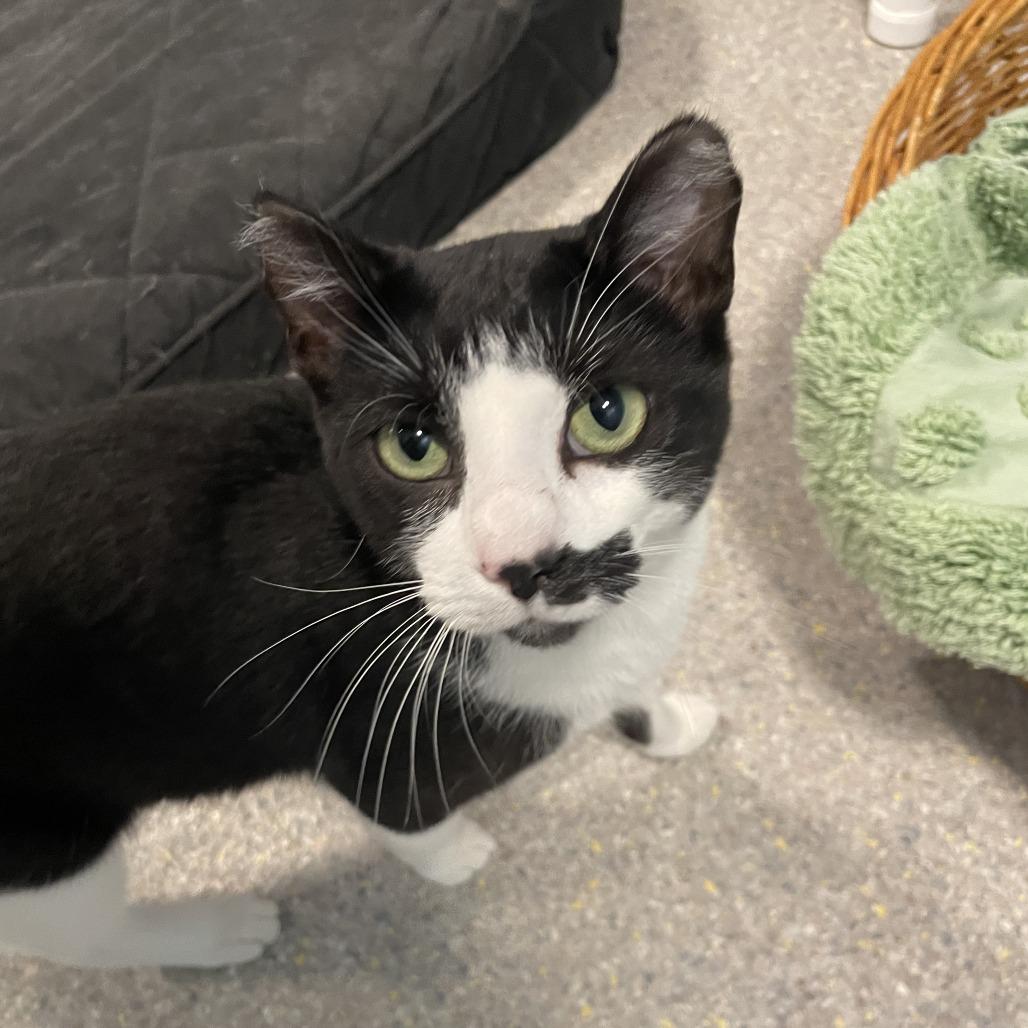 Kida, a Adoptable Domestic Short Hair in South Haven, MI image 3/5